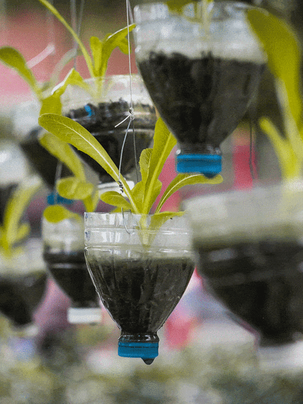 Hanging plastic bottle planters ar 3:4