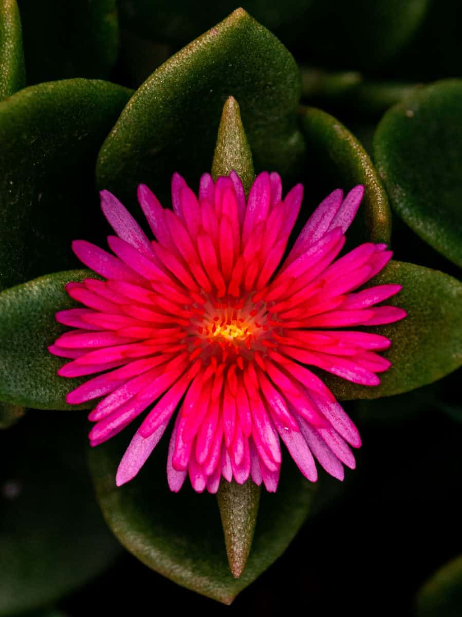Bright pink flowers of a heartleaf Iceplant