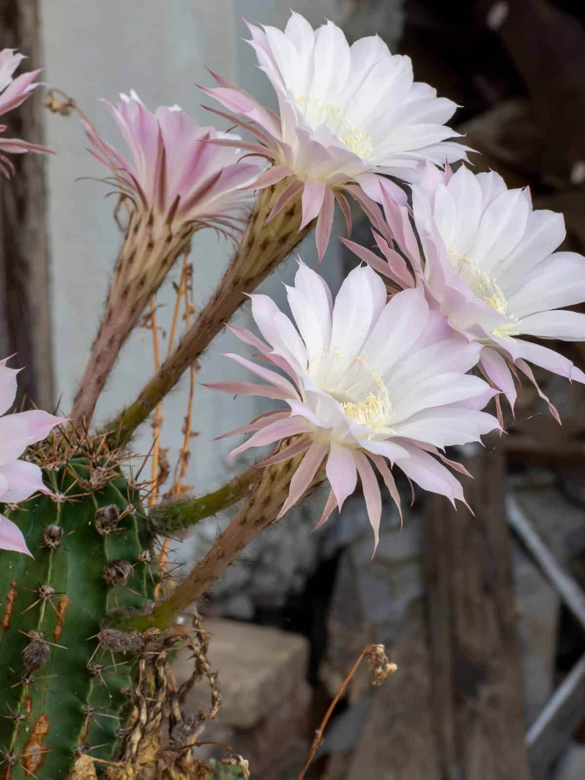 Stunning bright pink and white gradient flower of a Hedgehog Cactus