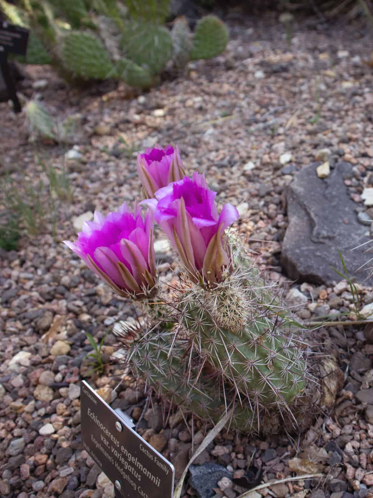Stunningly bright purple flower of aa Strawberry Hedgehog Cactus