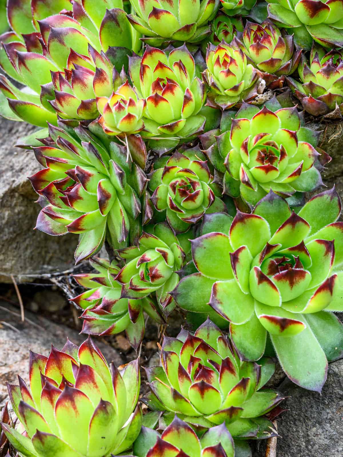 Gorgeous bright maroon tips of a Hen and Chicks succulent