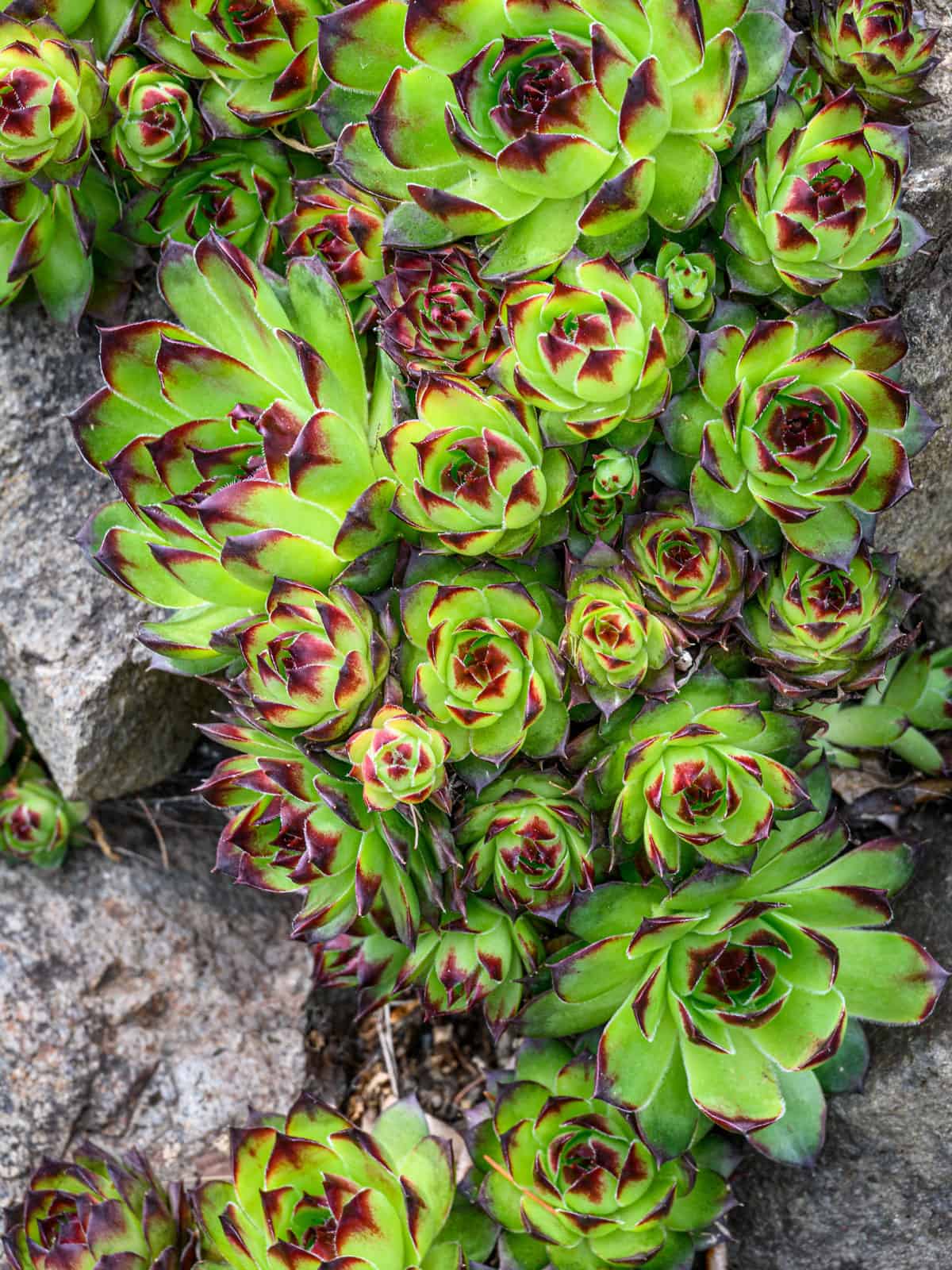 Hens and Chicks succulent photographed up close