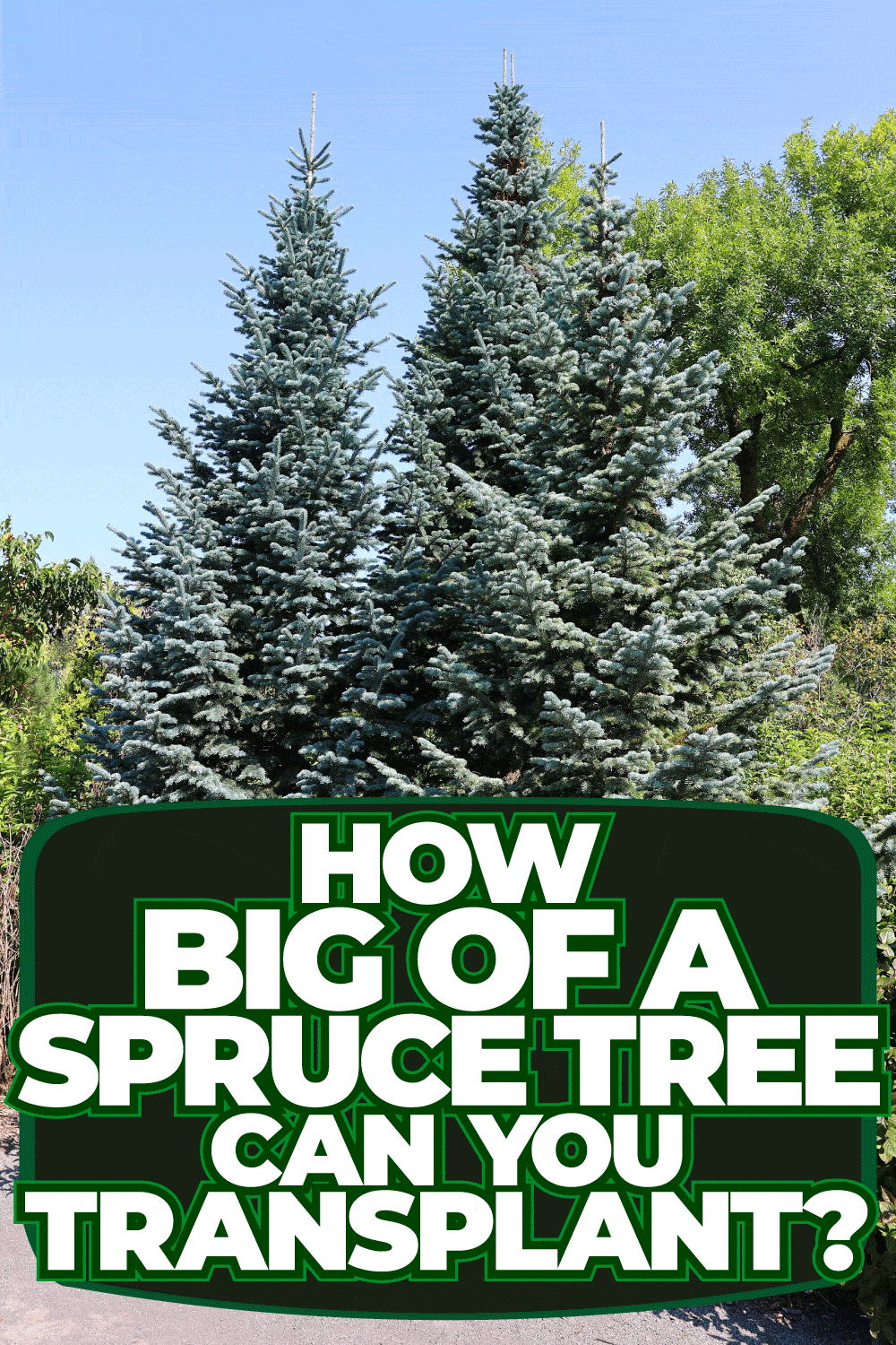 How Big Of A Spruce Tree Can You Transplant