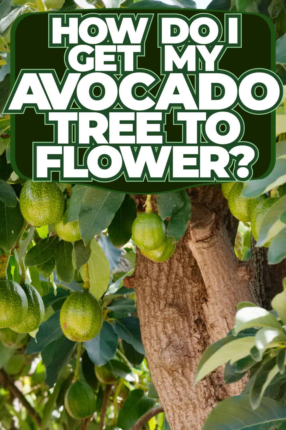 How Do I Get My Avocado Tree To Flower?