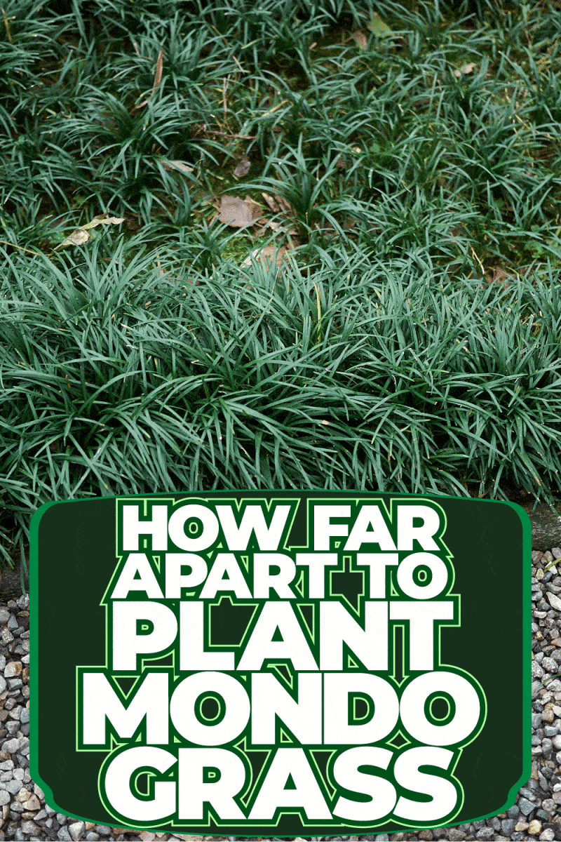 How Far Apart To Plant Mondo Grass