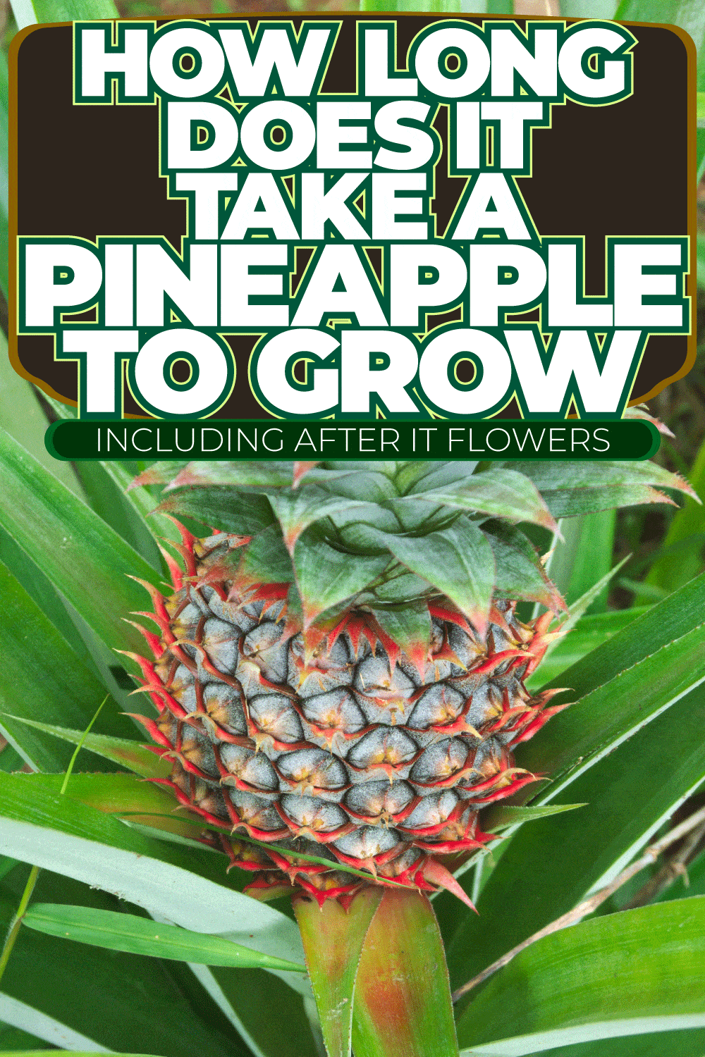How Long Does It Take A Pineapple To Grow [Inc. After It Flowers]
