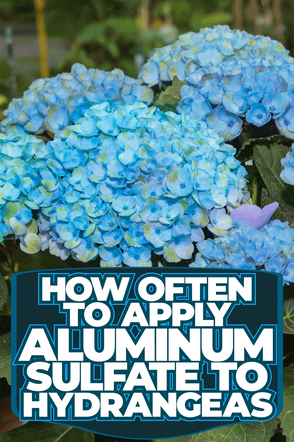 How Often To Apply Aluminum Sulfate To Hydrangeas [And How To]