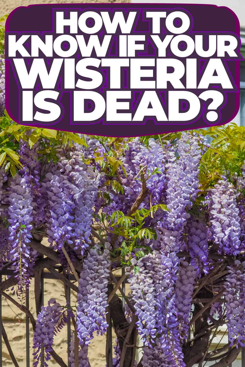 How To Know If Your Wisteria Is Dead