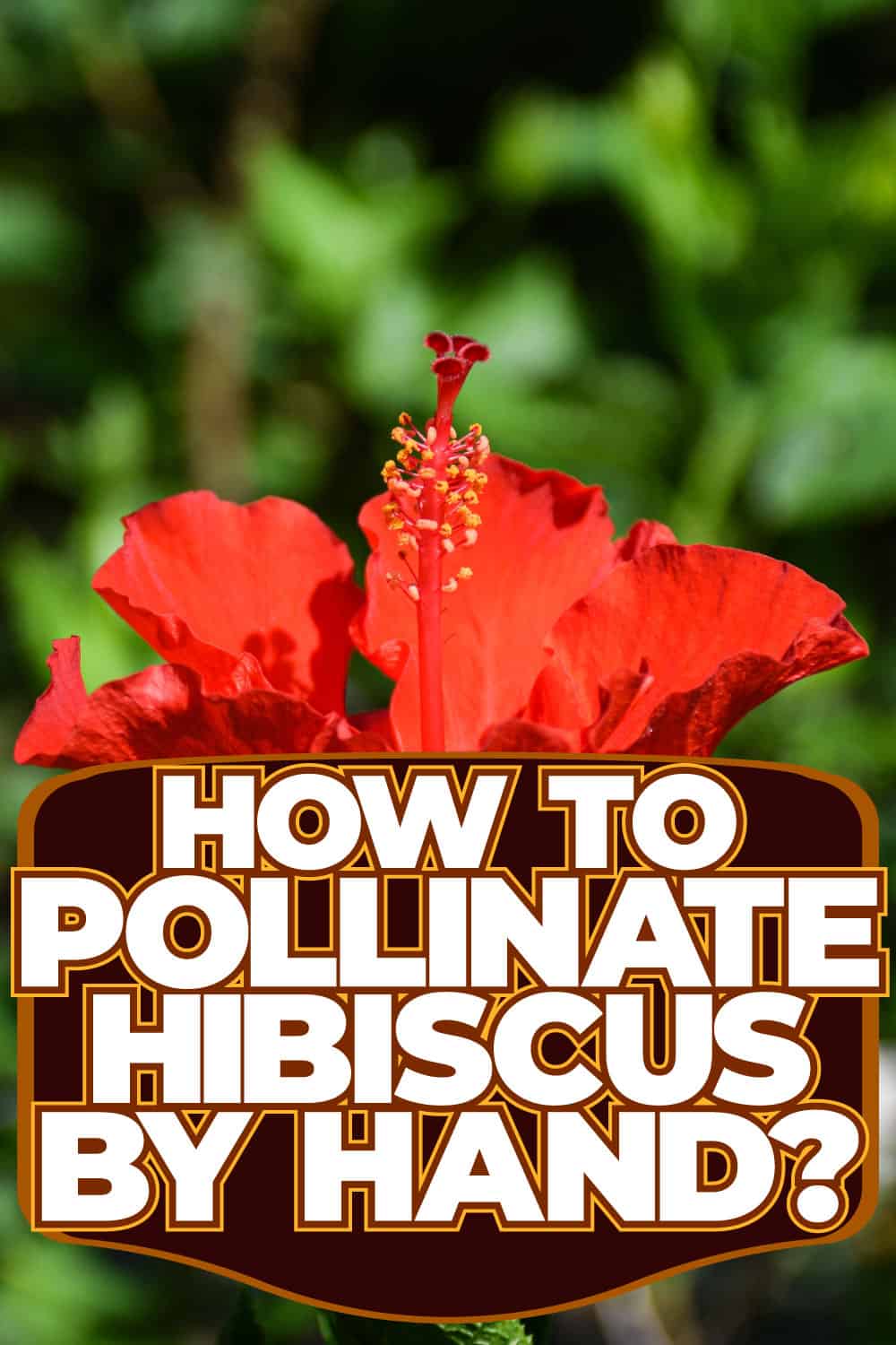 How To Pollinate Hibiscus By Hand?