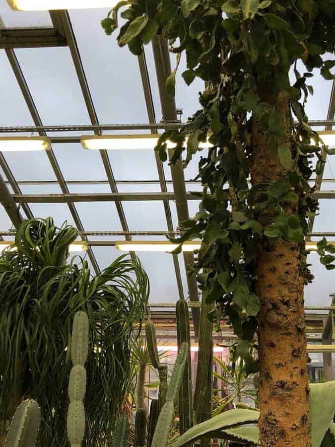 Inside a greenhouse, a variety of cacti and tropical plants reach towards the translucent ceiling panels, with a tree trunk prominently displayed in the foreground adorned with climbing foliage ar 3:4