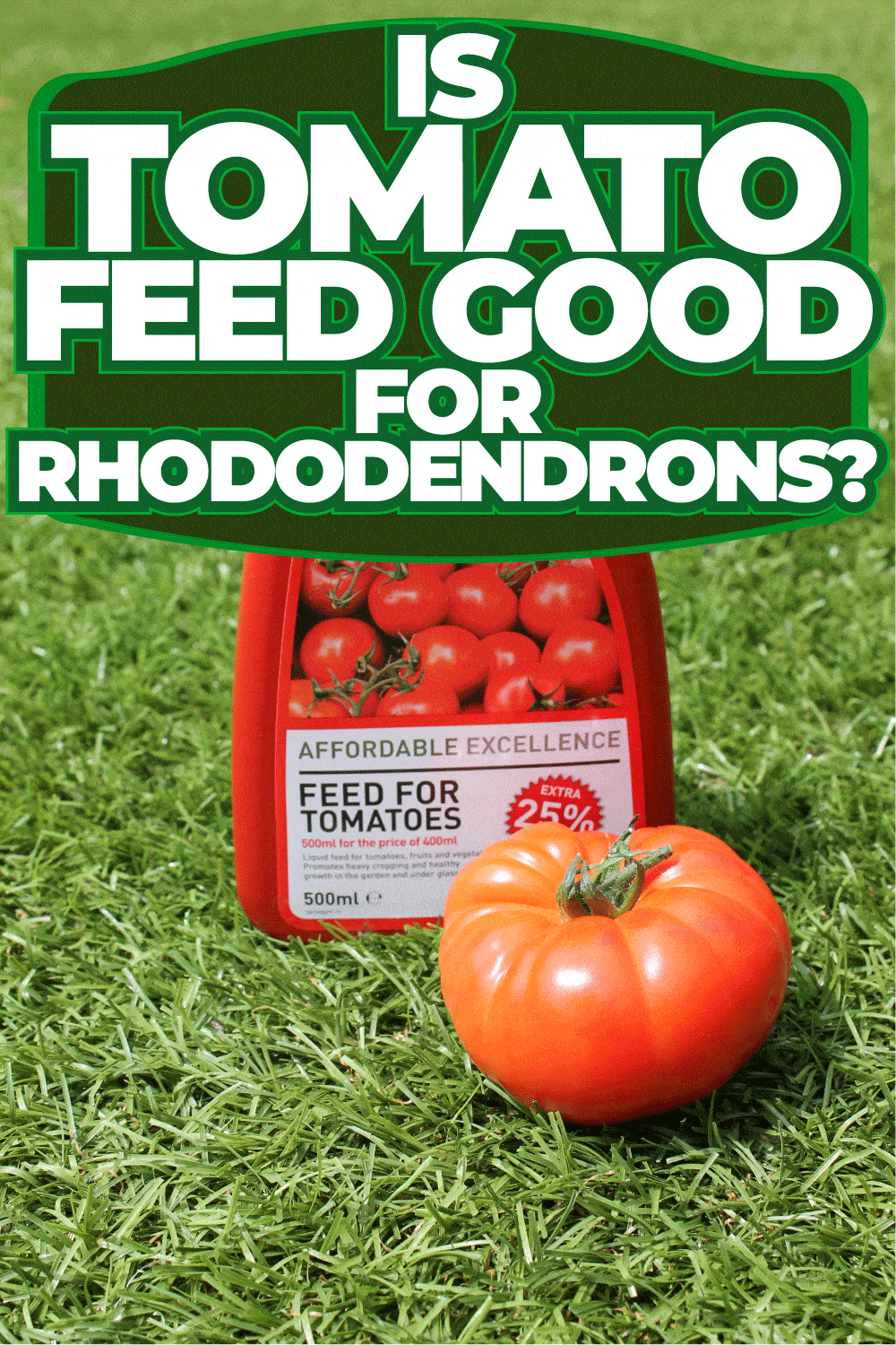 Is Tomato Feed Good For Rhododendrons