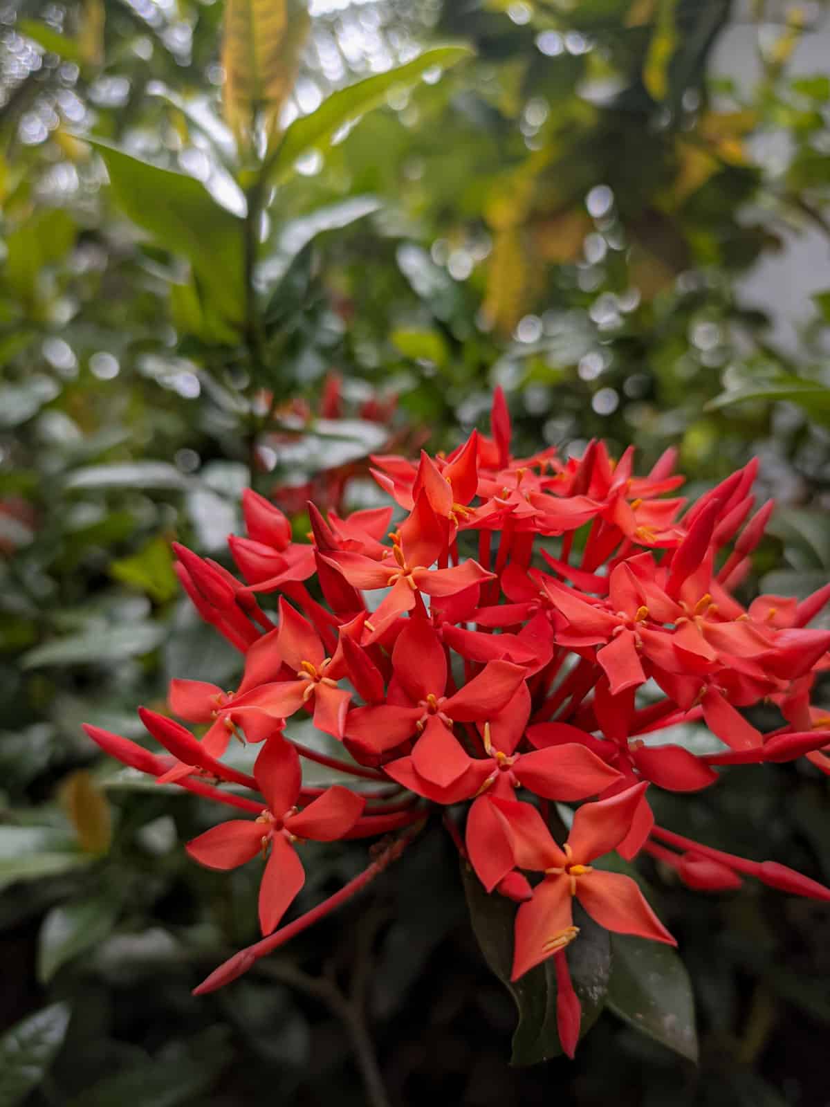 Tiny bright red leaves of an Ixora flower