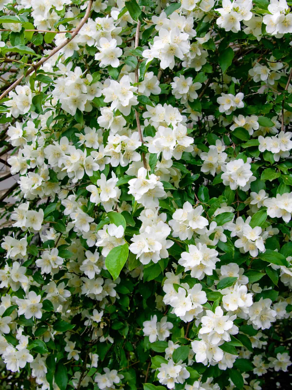 Bright white petals of a Jasmine plant