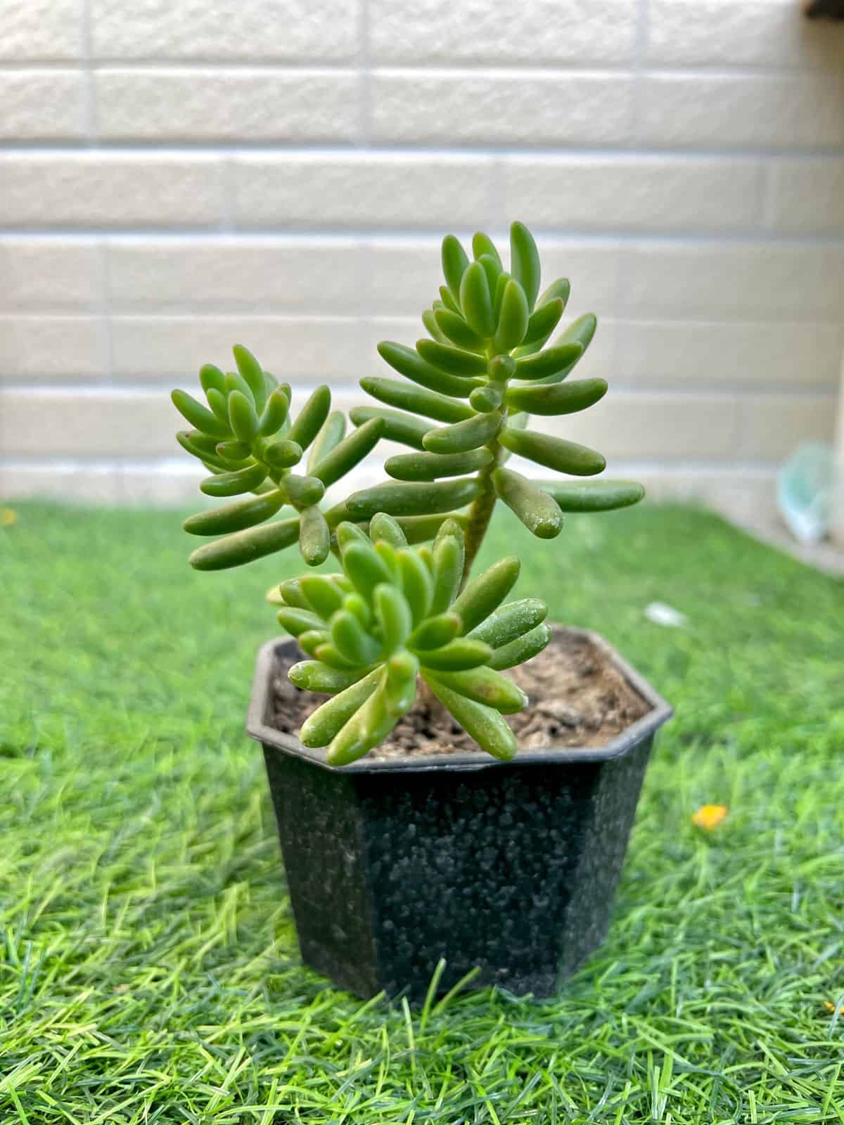Small and tiny Jelly Beans leaves succulent