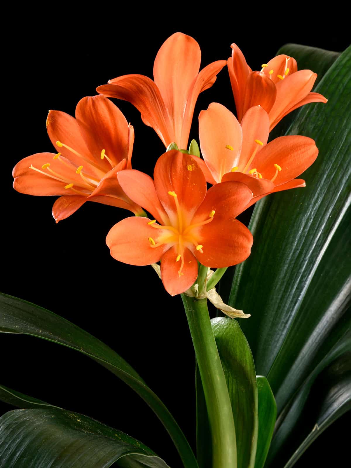 Blooming bright orange leaves of a Kaffir Lily