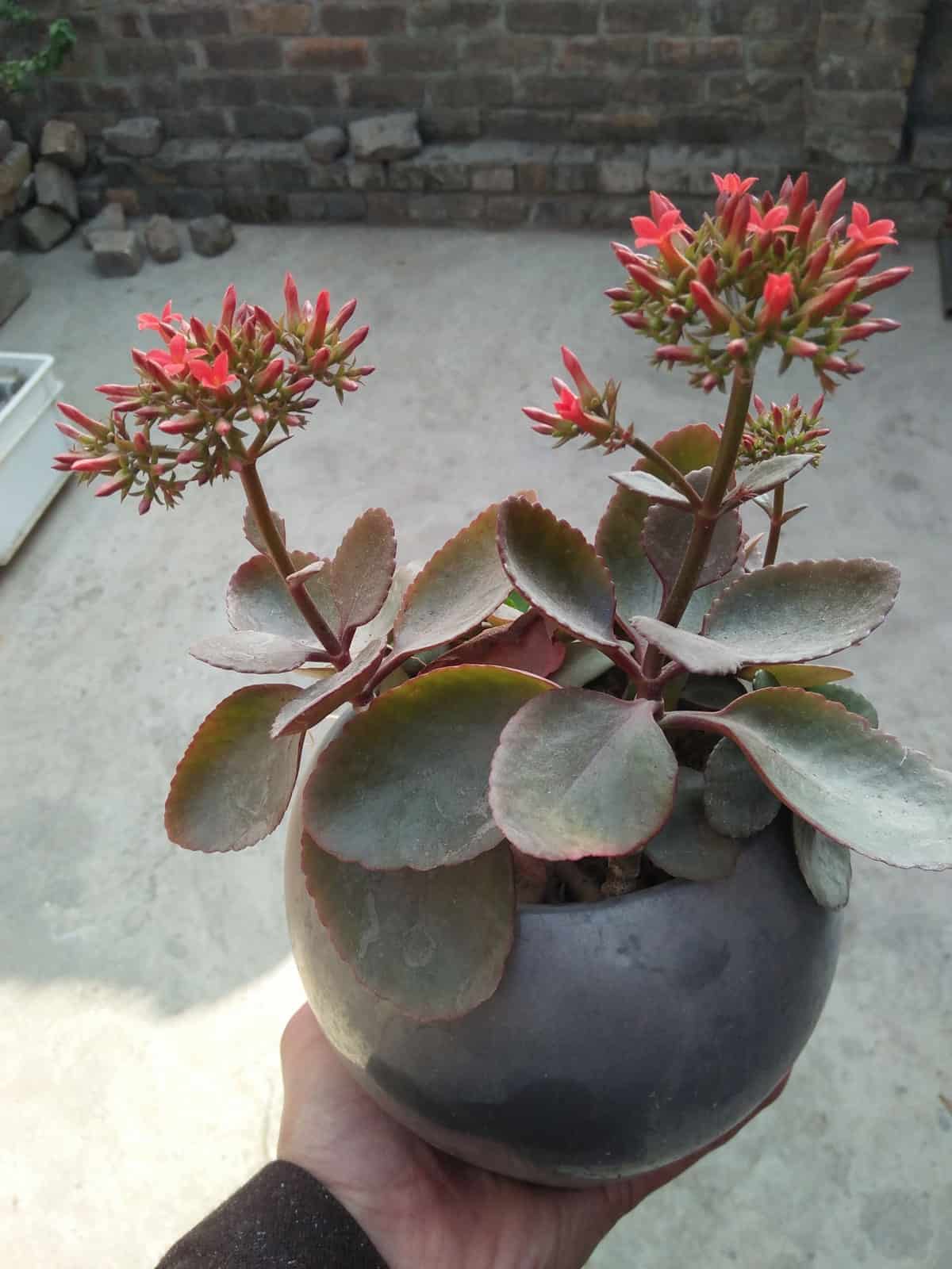 Bright red petals of a Kalanchoe succulent planted on a round pot