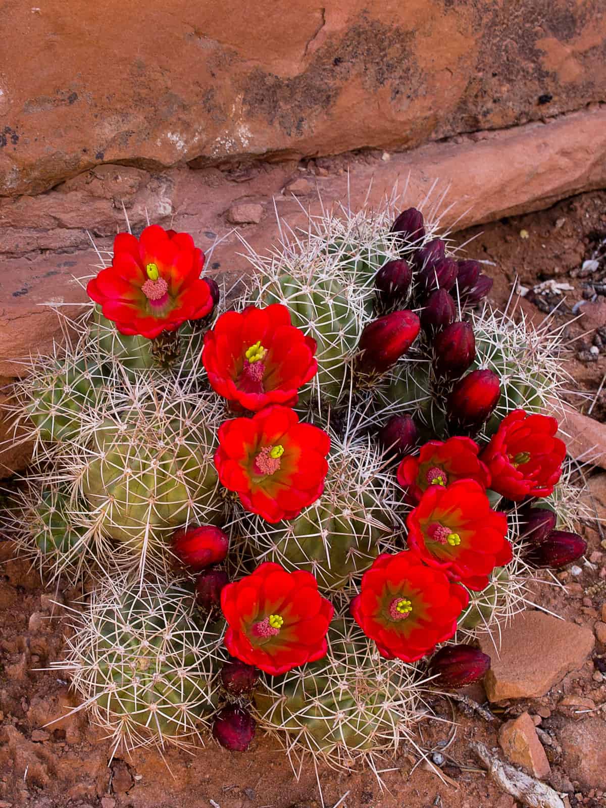 Blooming red Kingcup Cactus growing on the side of a rock
