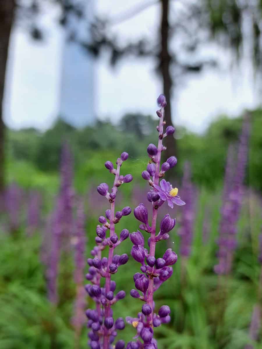 Bright purple leaves of a Lilyturf flower