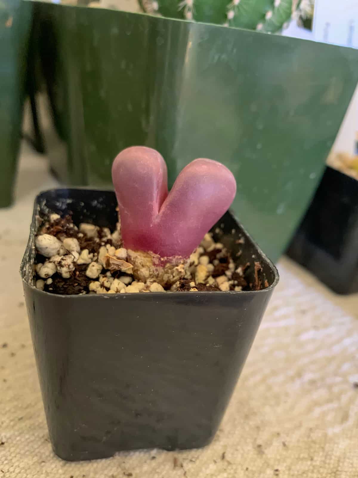Pinkish red color of a Lithops Optica Rubra