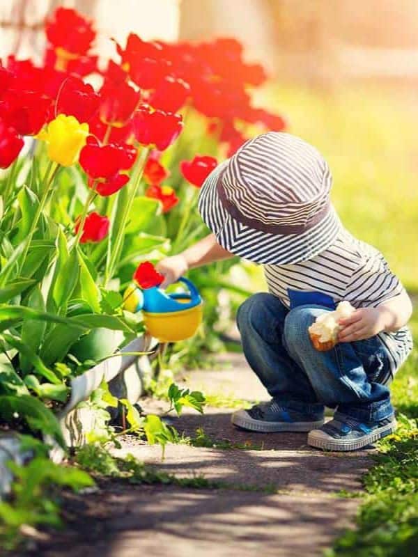 A young child in a striped hat and top kneels to water bright red and yellow tulips with a small blue and yellow watering can, sunlight filtering warmly through the scene ar 3:4