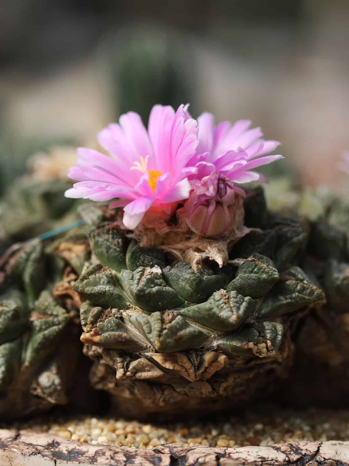 Bright pink flowers of a Living rock cactus
