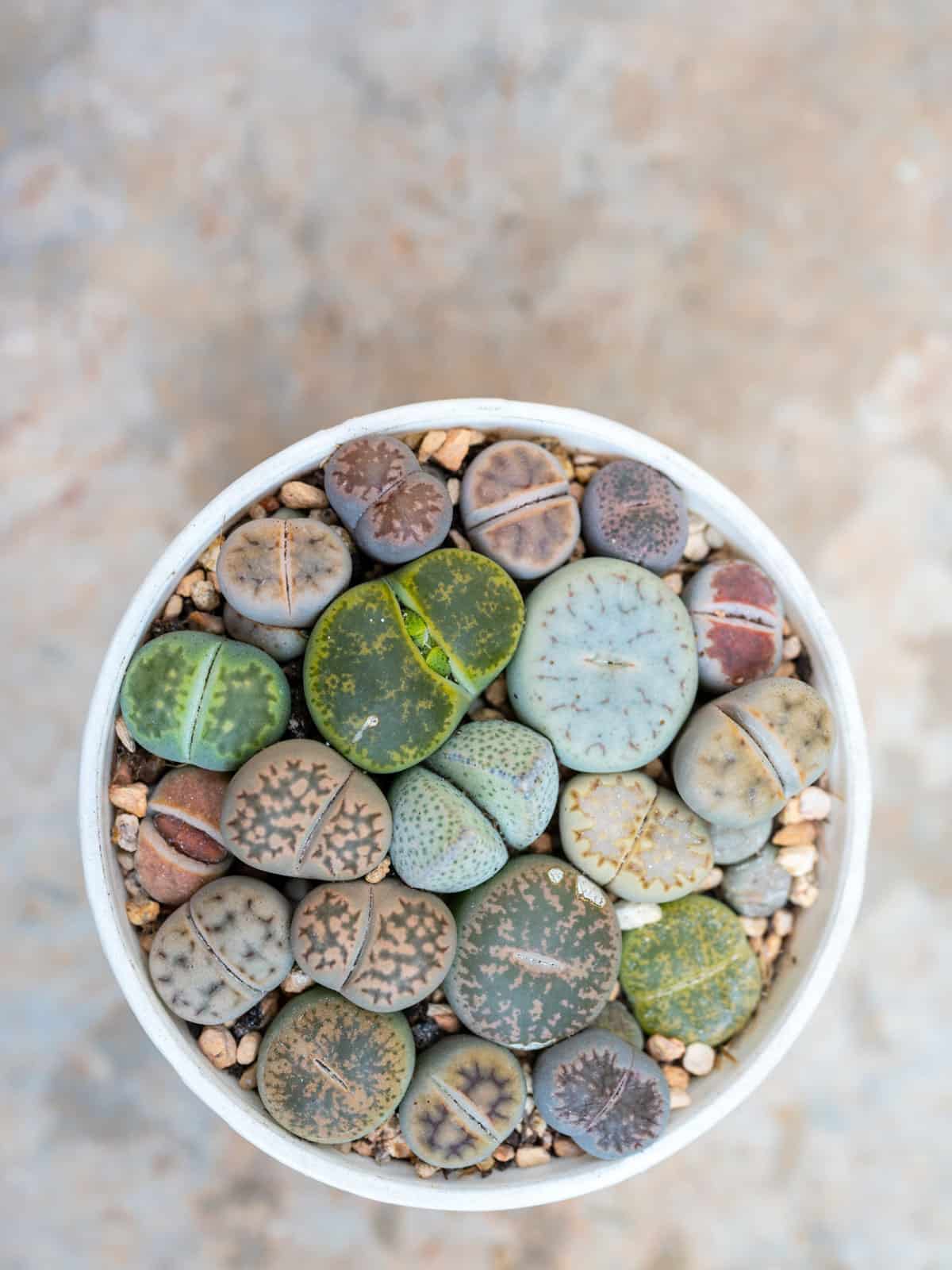Beautiful different colors of a Living Stones or Lithops in the garden