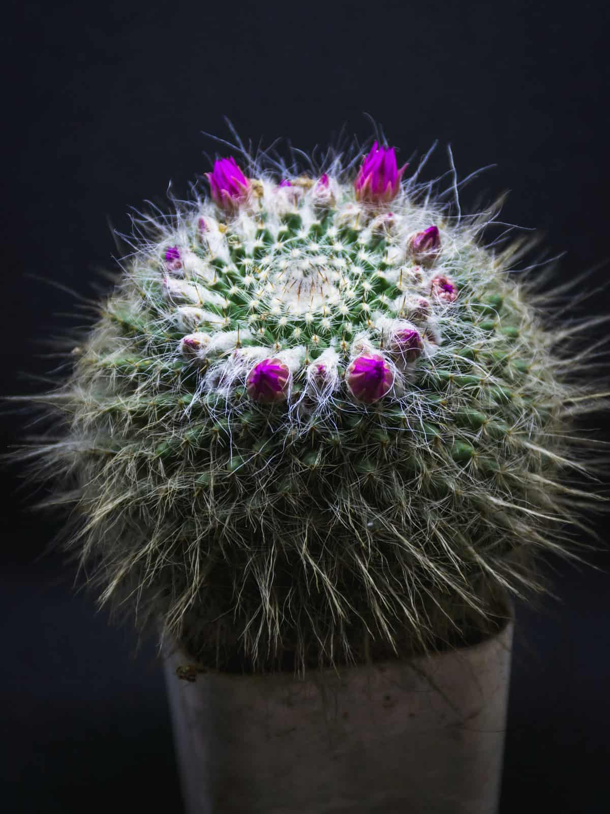Up close  photo of an Old Lady Cactus 
