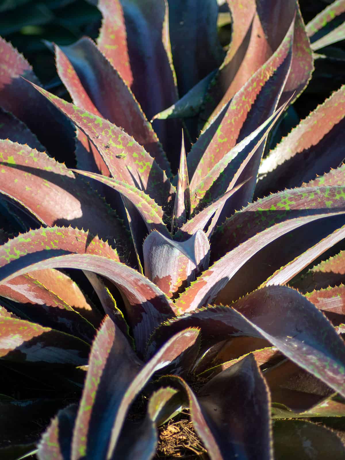 Spikey leaves of a Mangave ‘Mission To Mars’