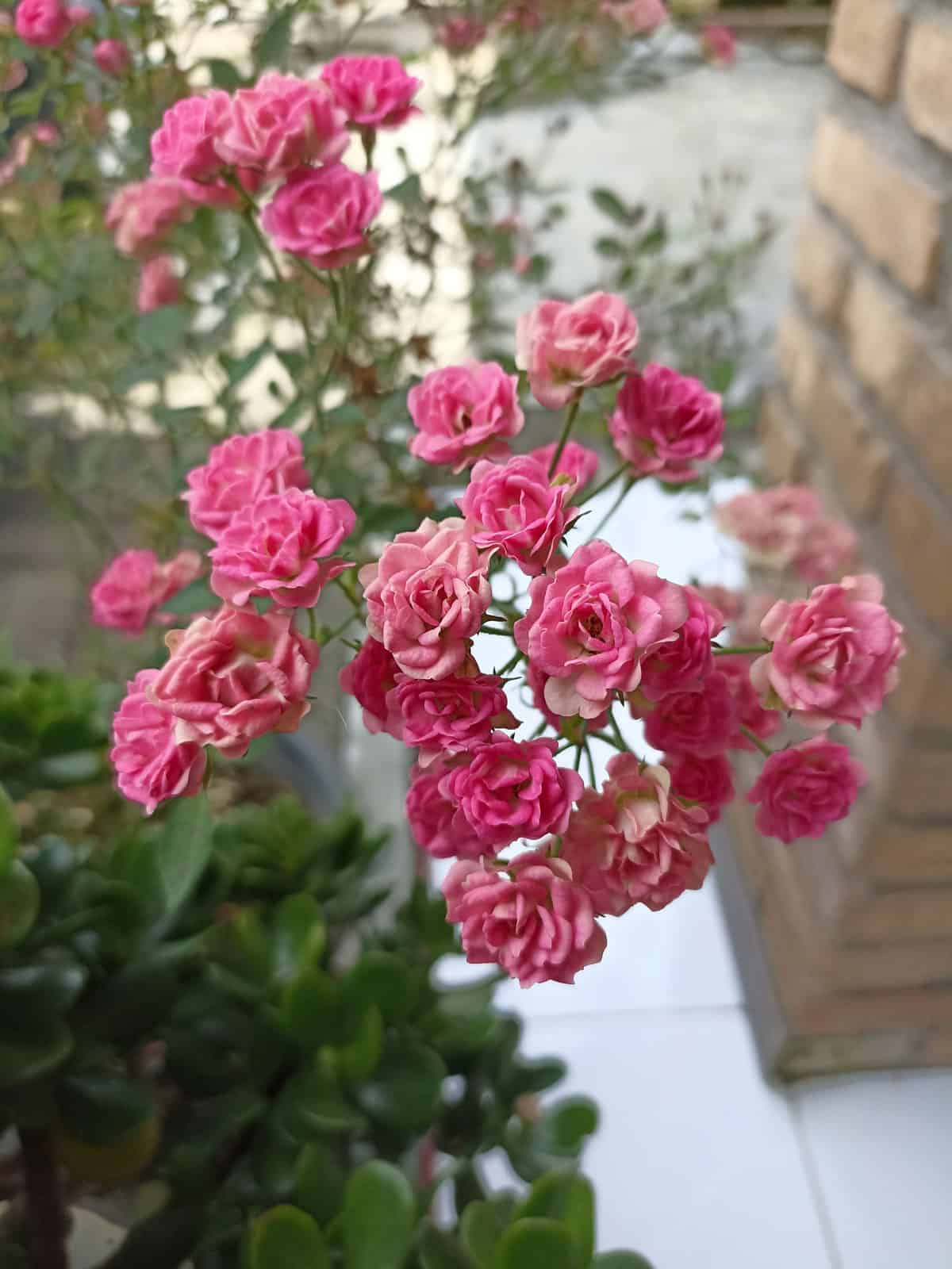 Blooming pink roses of a Miniature rose