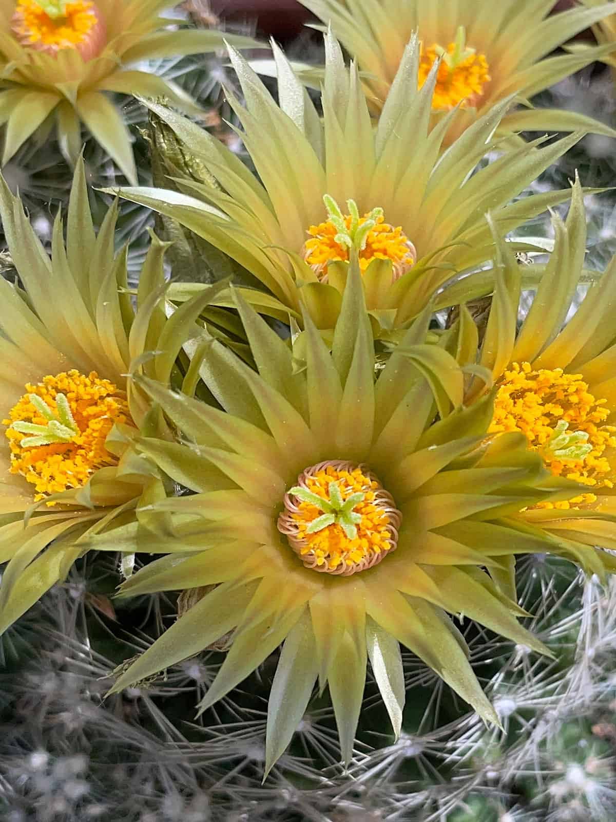 Stunning spikey flowers of a Missouri Foxtail Cactus