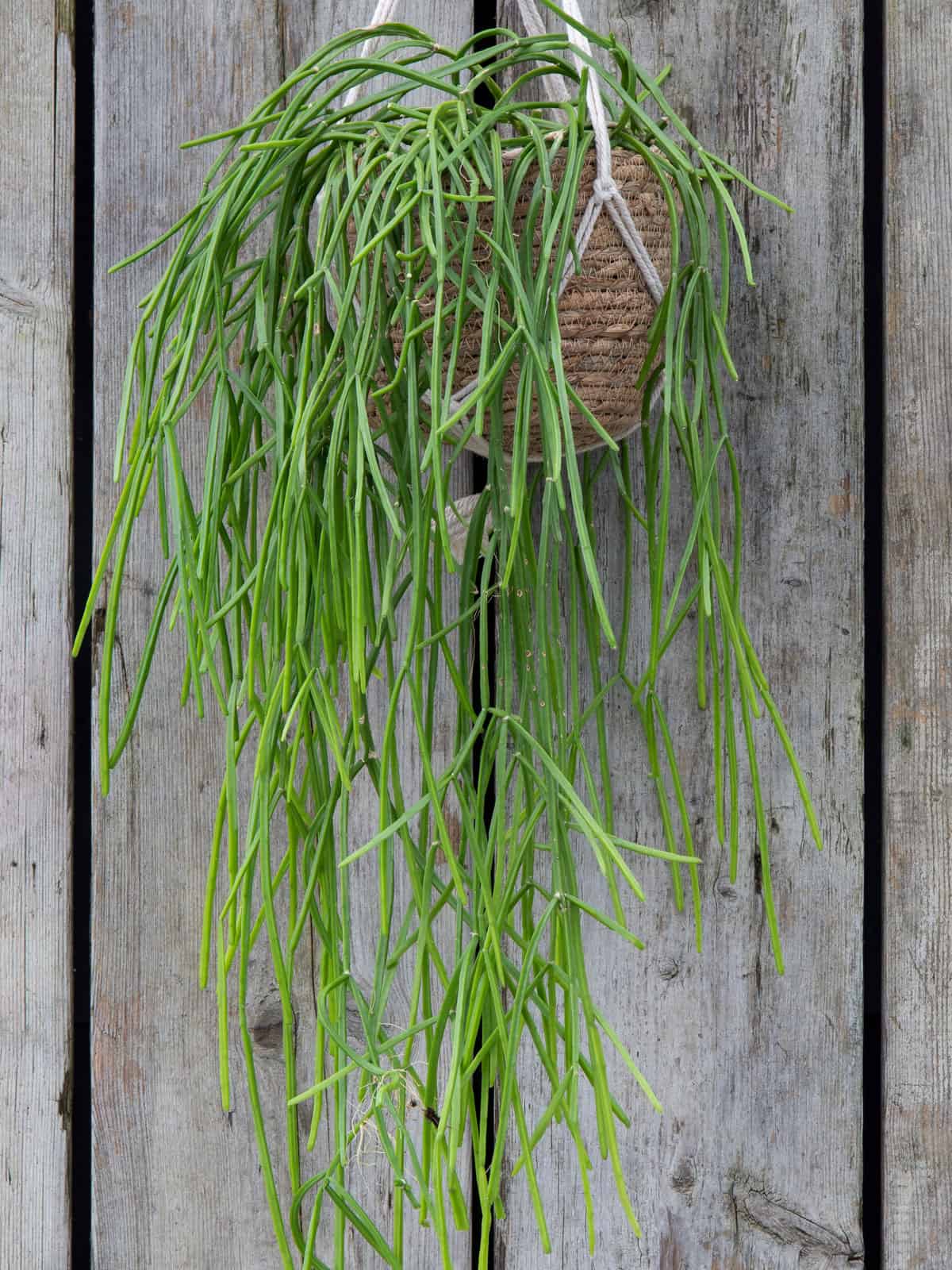 Hanging leaves of a Mistletoe Cactus placed on the side of a barn