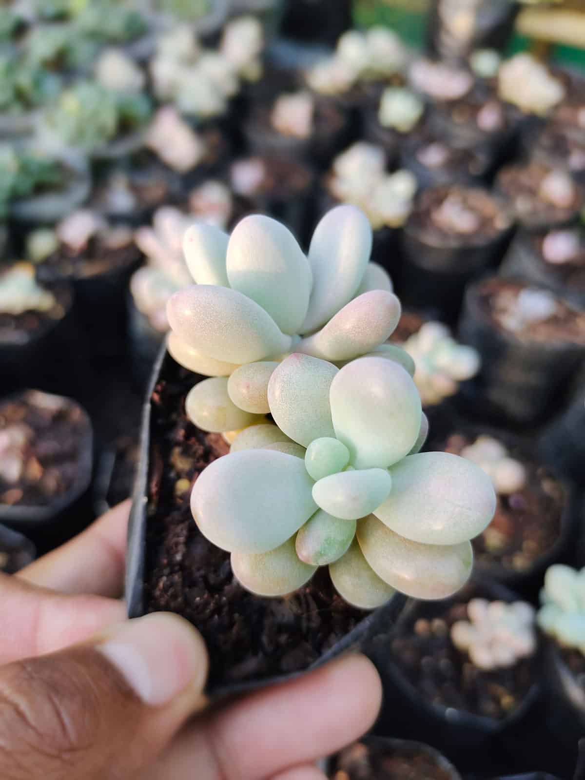 Waxy leaves of a Moonstone Succulent 