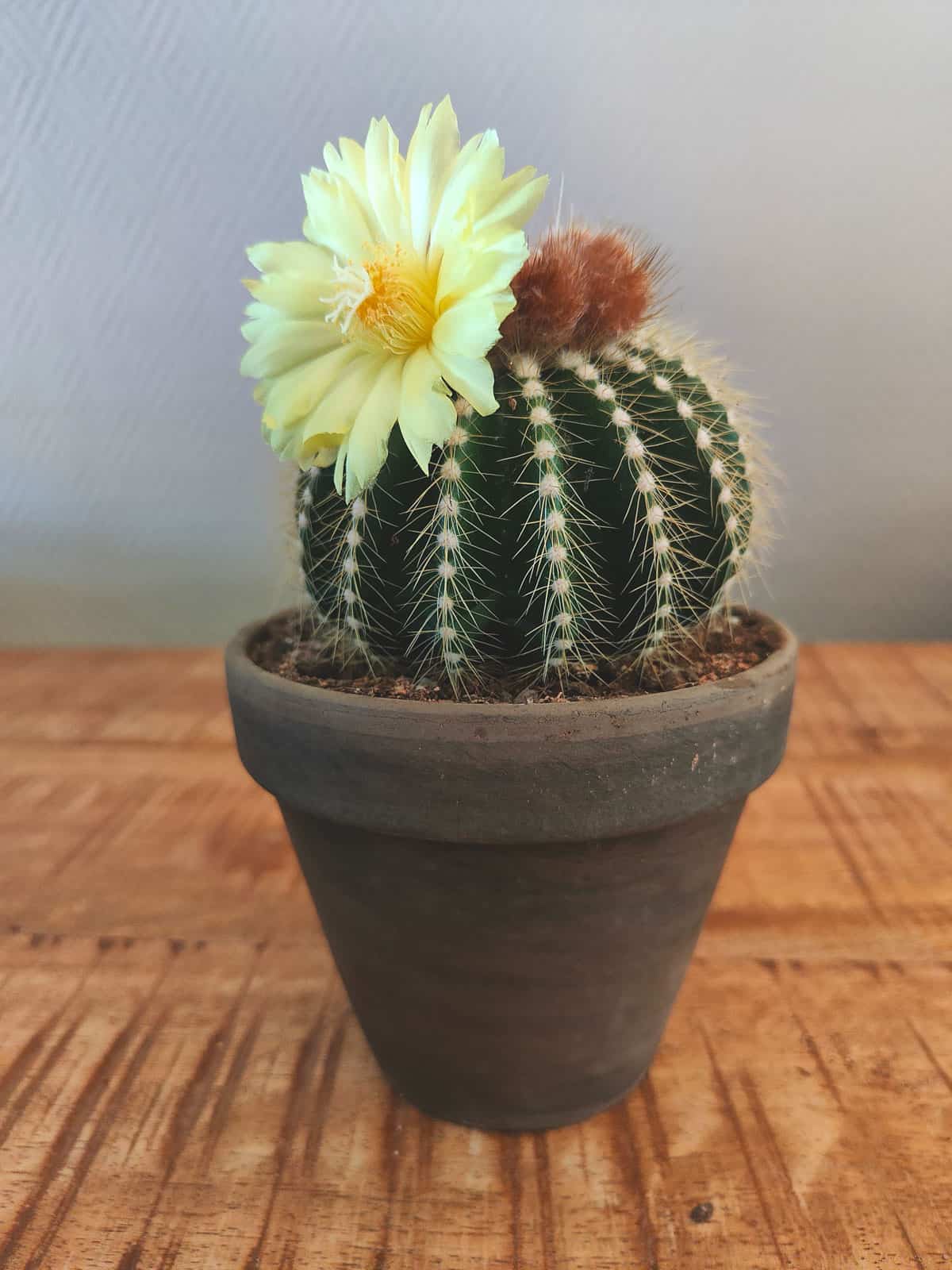 A small cactus with a blooming bright light yellow flower 