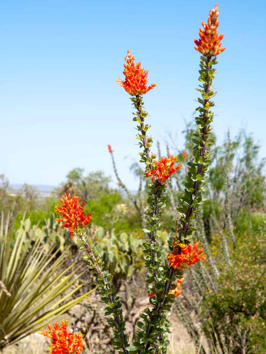 Bright red buds of a Ocotillo plant 