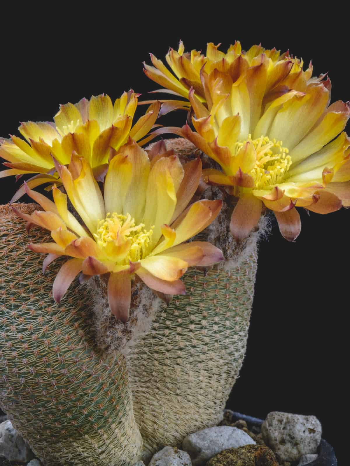 Gorgeous deep yellow Orange Cob Cactus photographed up close