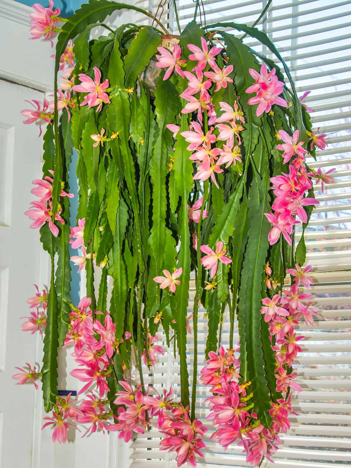 A huge bloom of Orchid cactus with bright pink flowers 