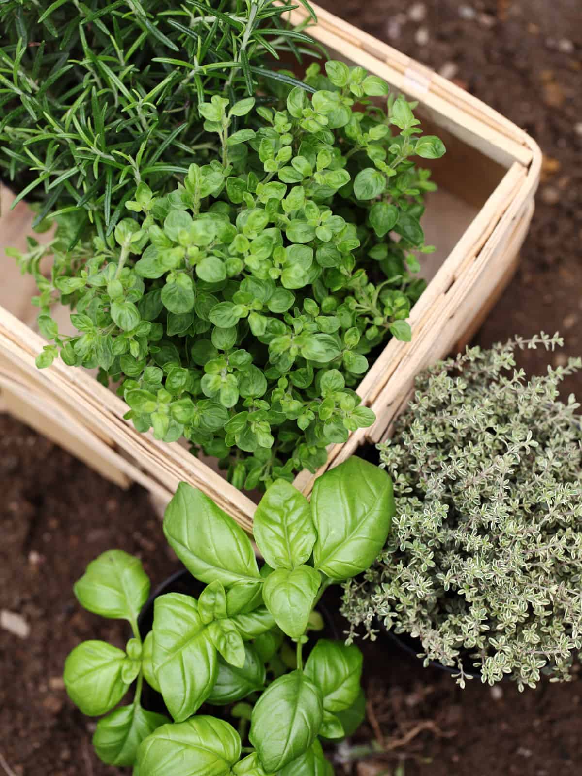 healthy and newly harvested Oregano placed in a basket