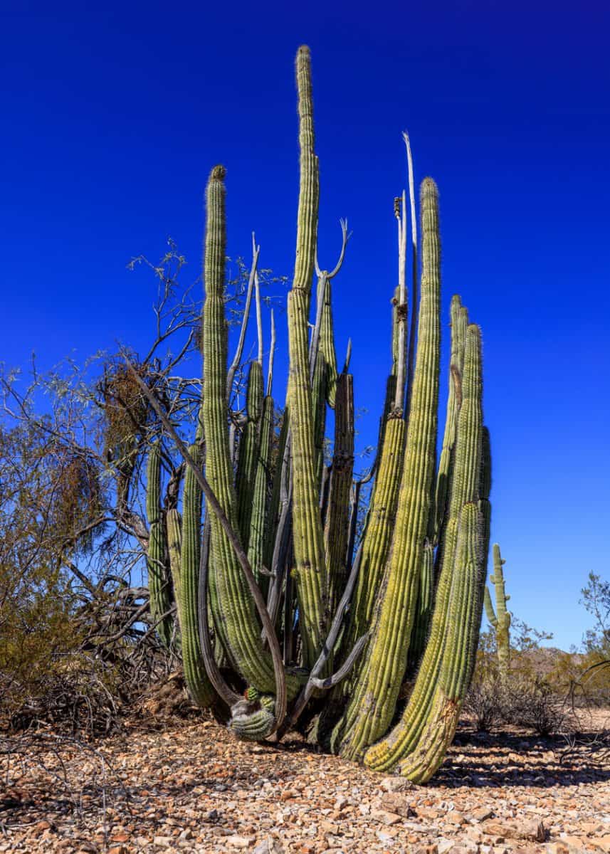 A huge Organ-pipe cactus growing in the desert