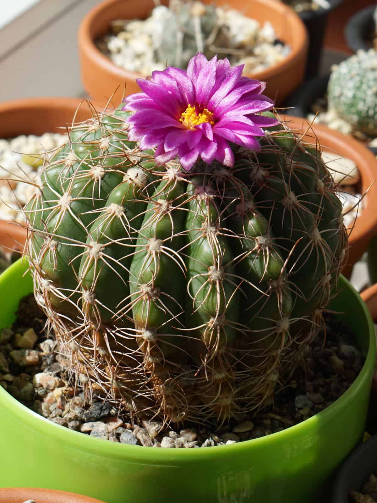 Paradia Werneri cactus with a bright purple blooming 