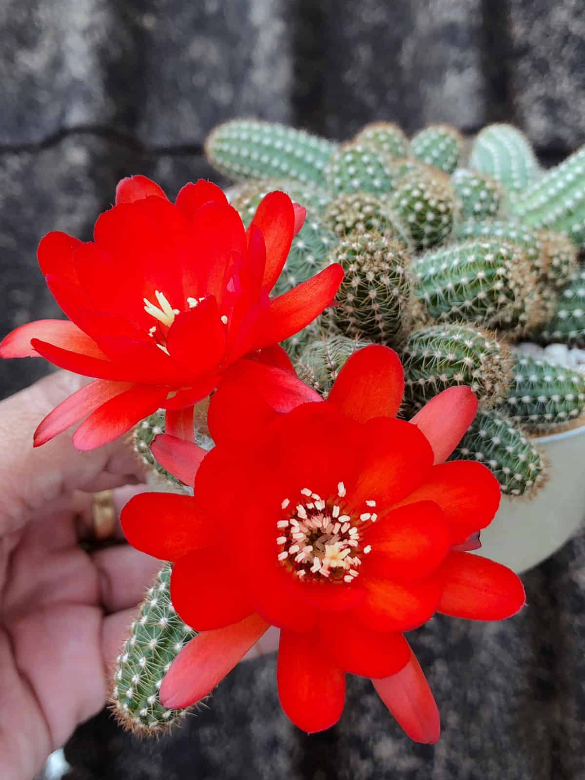 Blooming bright red petals of a Scarlet Hedgehog Cactus 