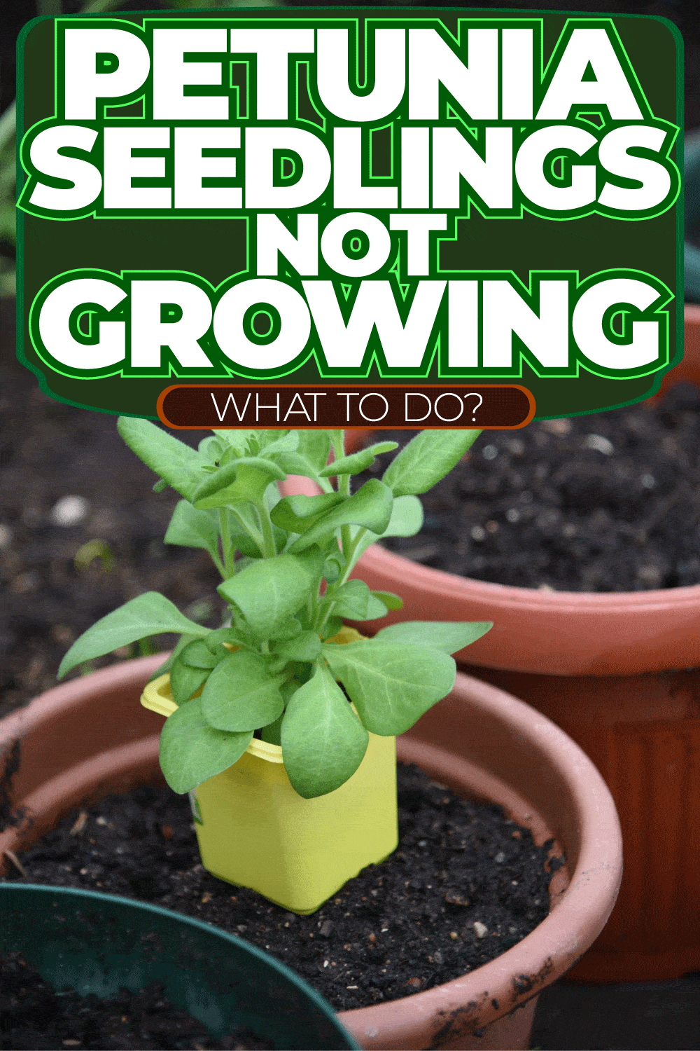 Petunia Seedlings Not Growing - What To Do