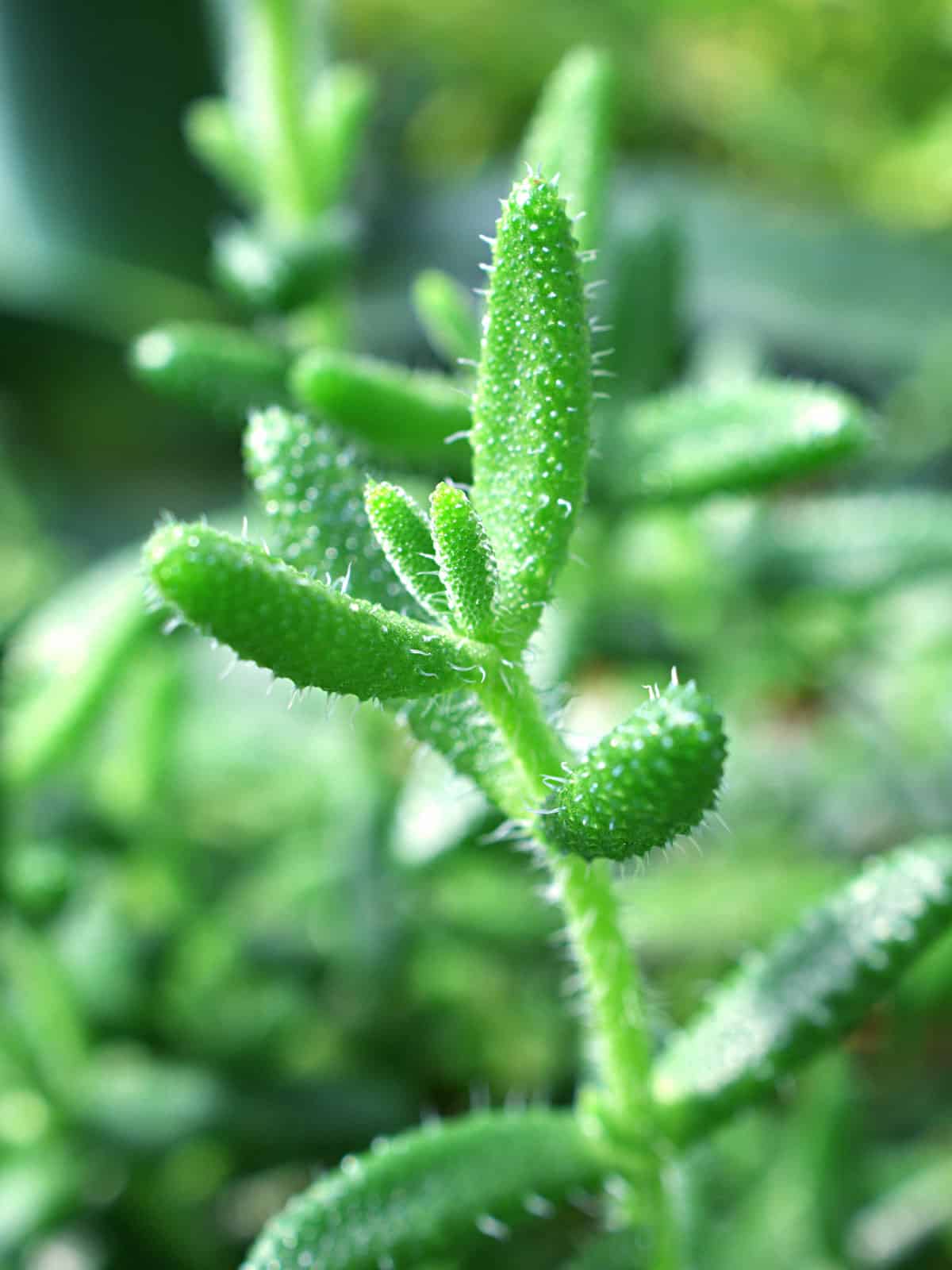 Bright green leaves of a Pickle Plant