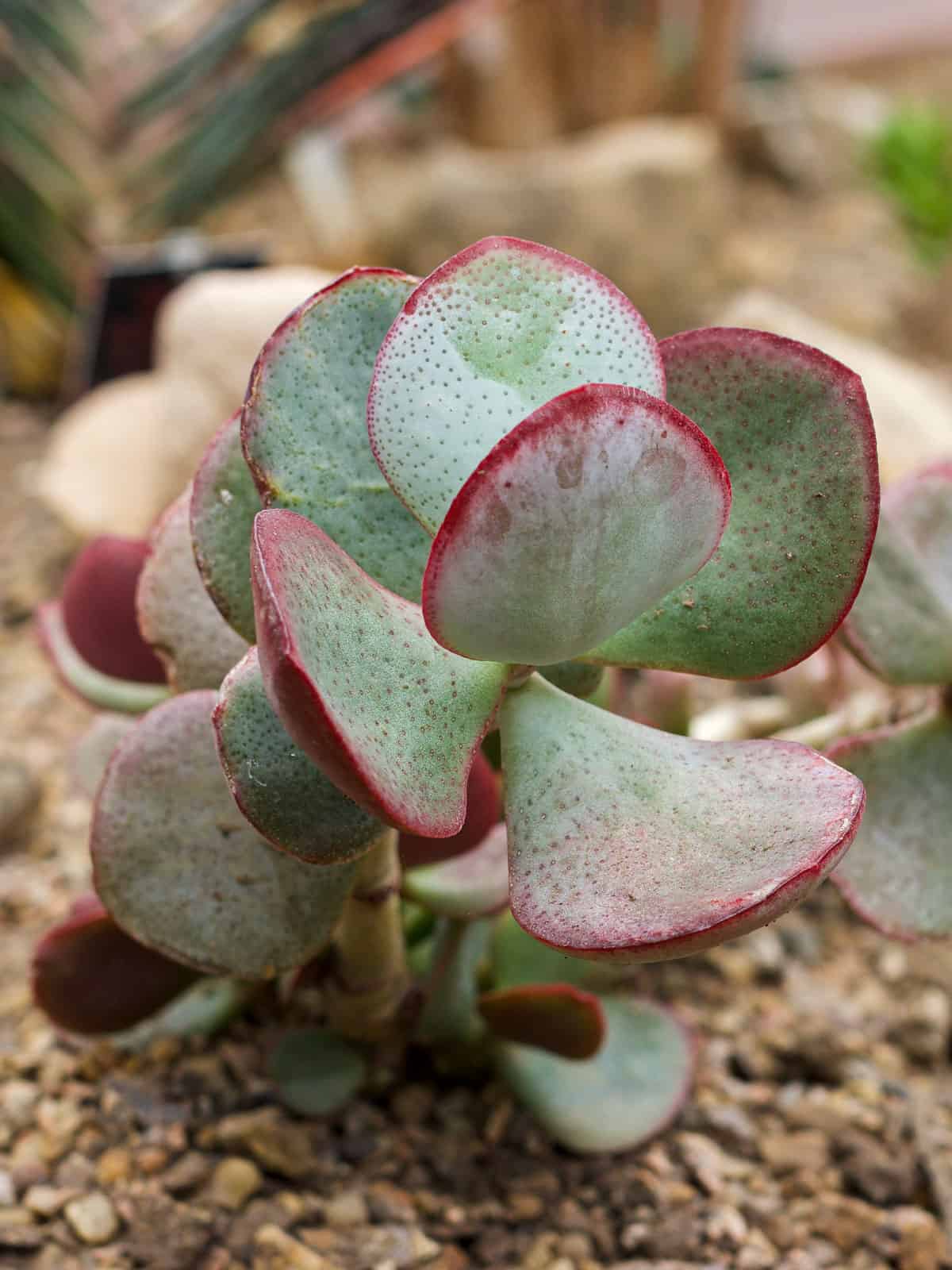 Bright pink tips of a Pig's ear succulent