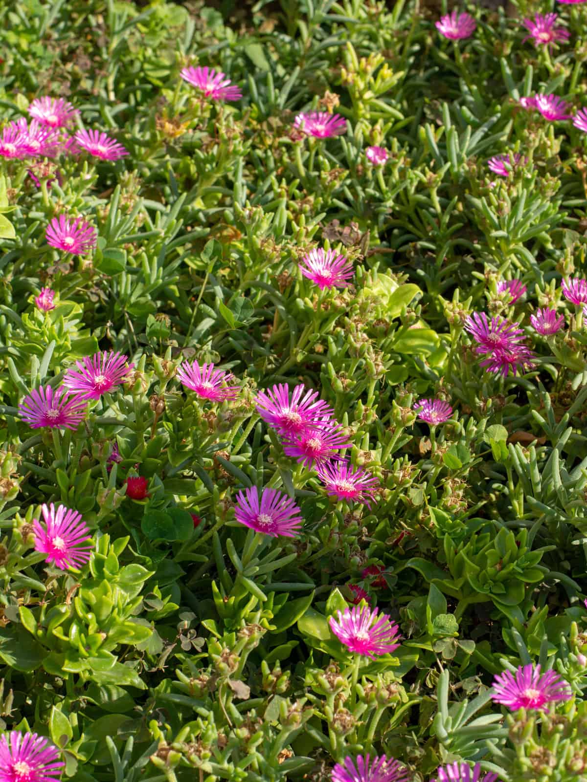 Bright pink Carpet cooperi plant 