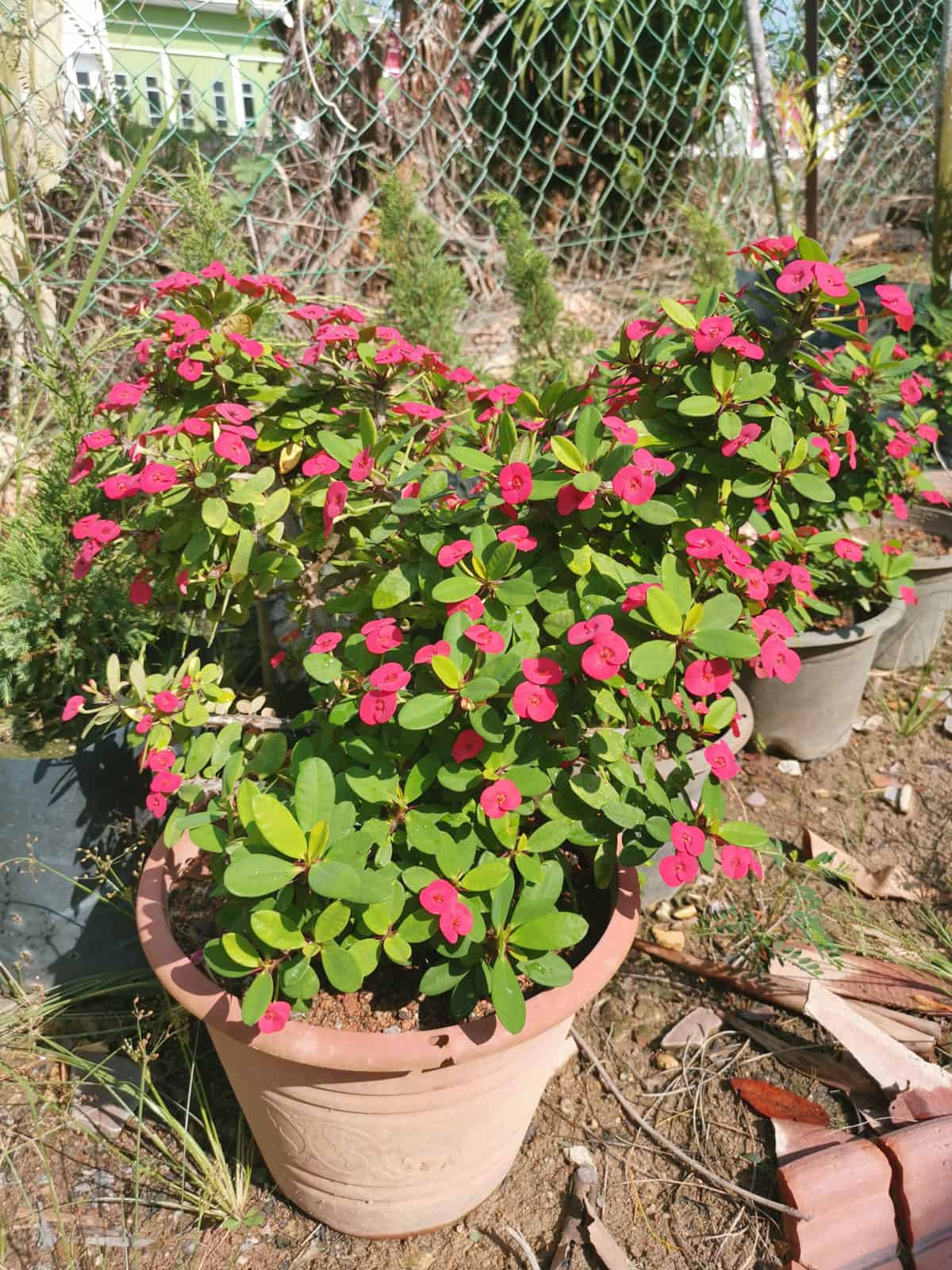 Pots of bright pink blooming Pink Crown Of Thorns