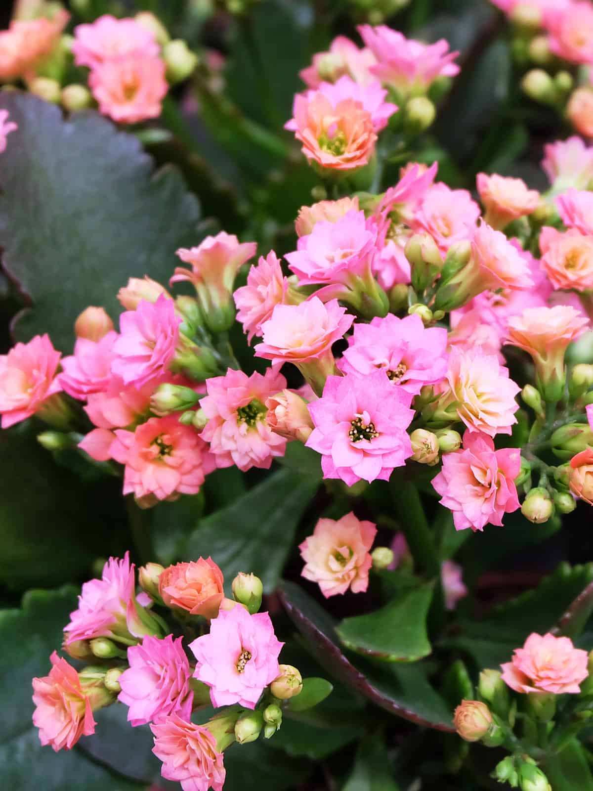 Bright pink flowers of a Pink Kalanchoe or Flaming Katy 