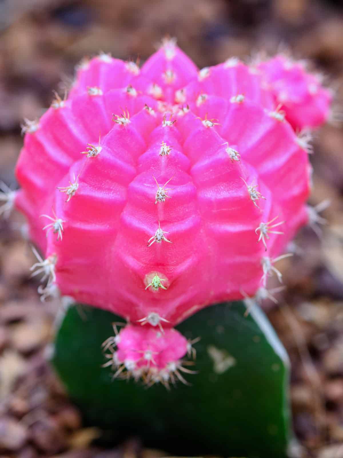 A pure pink glow of a Pink Moon Cactus
