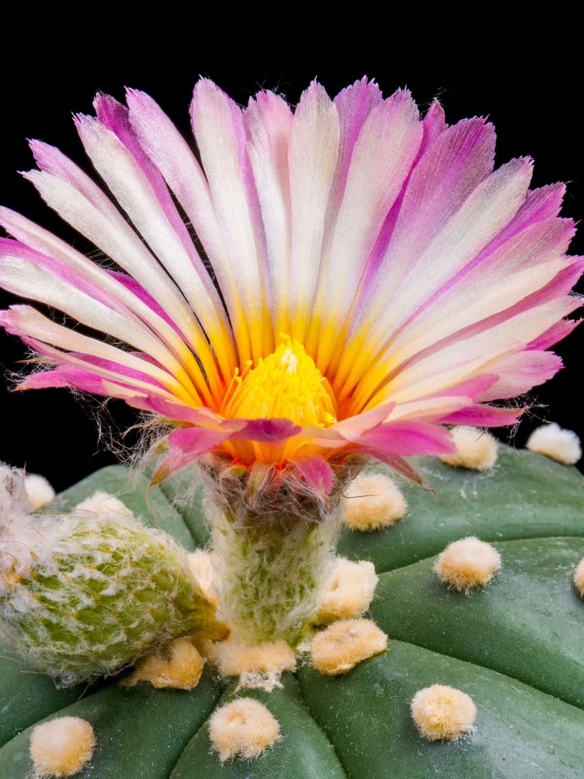 Light white to pink colored flowers of a Pink Sand Dollar Cactus