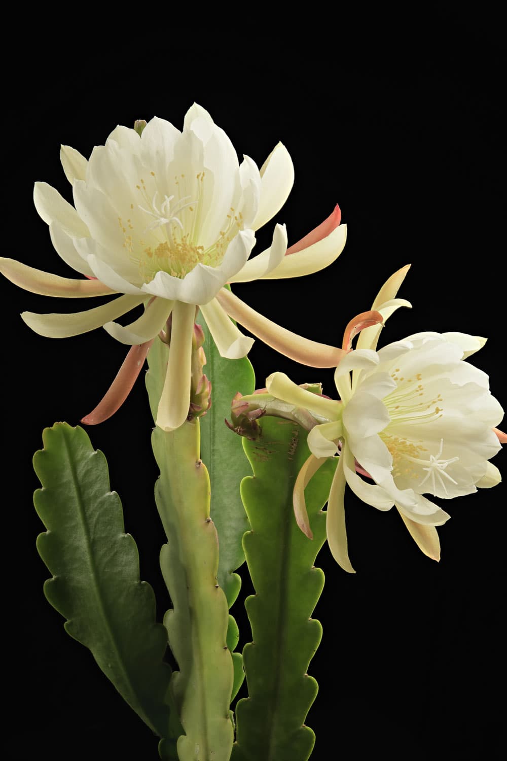 White epiphyllum flower or Queen of the night flower