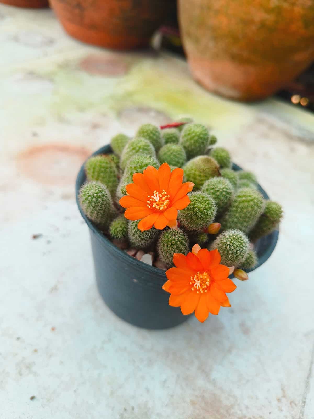 A bright and blooming orange flower of a Rebutia Fiebrigii planted in a black pot